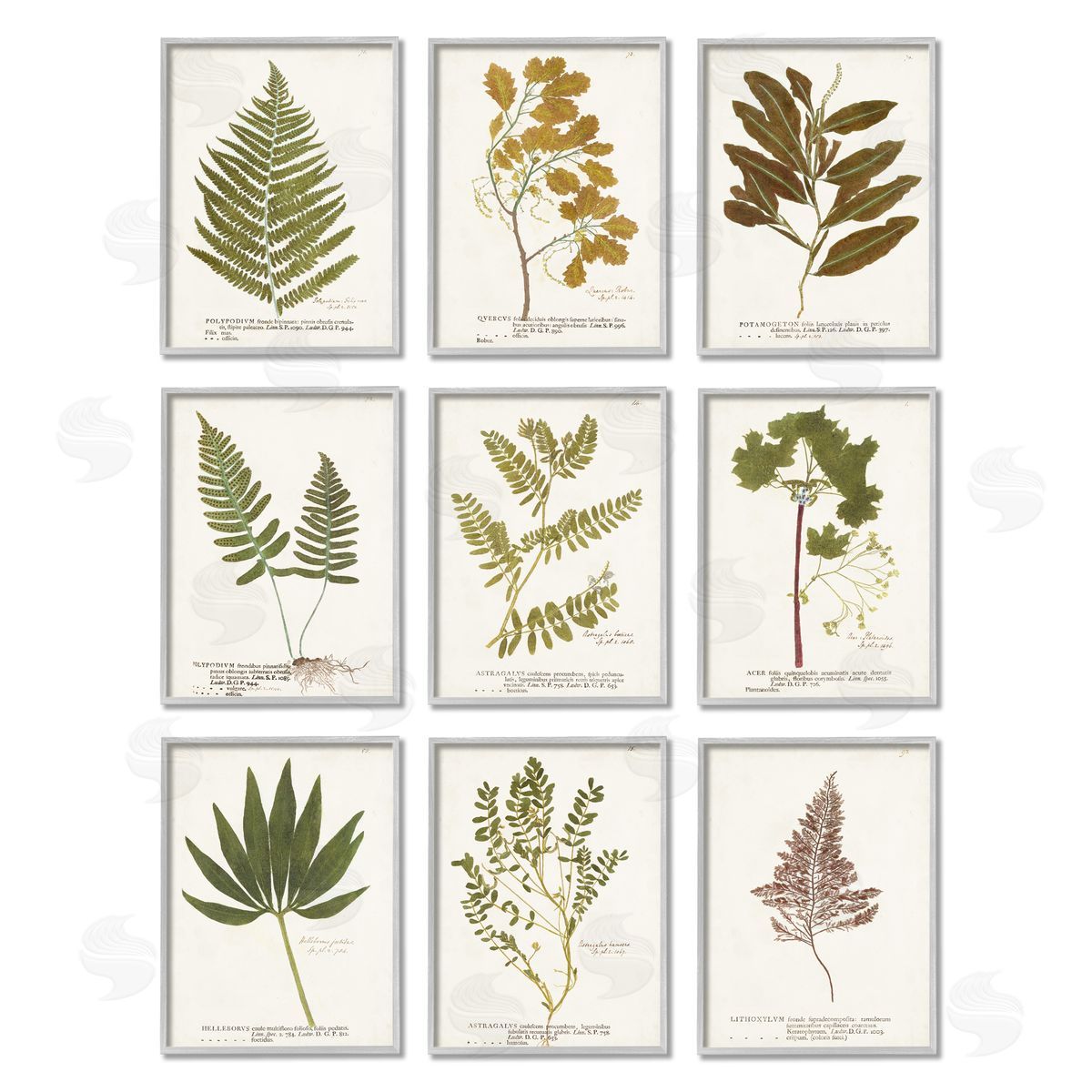 World Art Group Delicate Pressed Botanicals Vintage Study Gray Framed Giclee Wall Art Print
