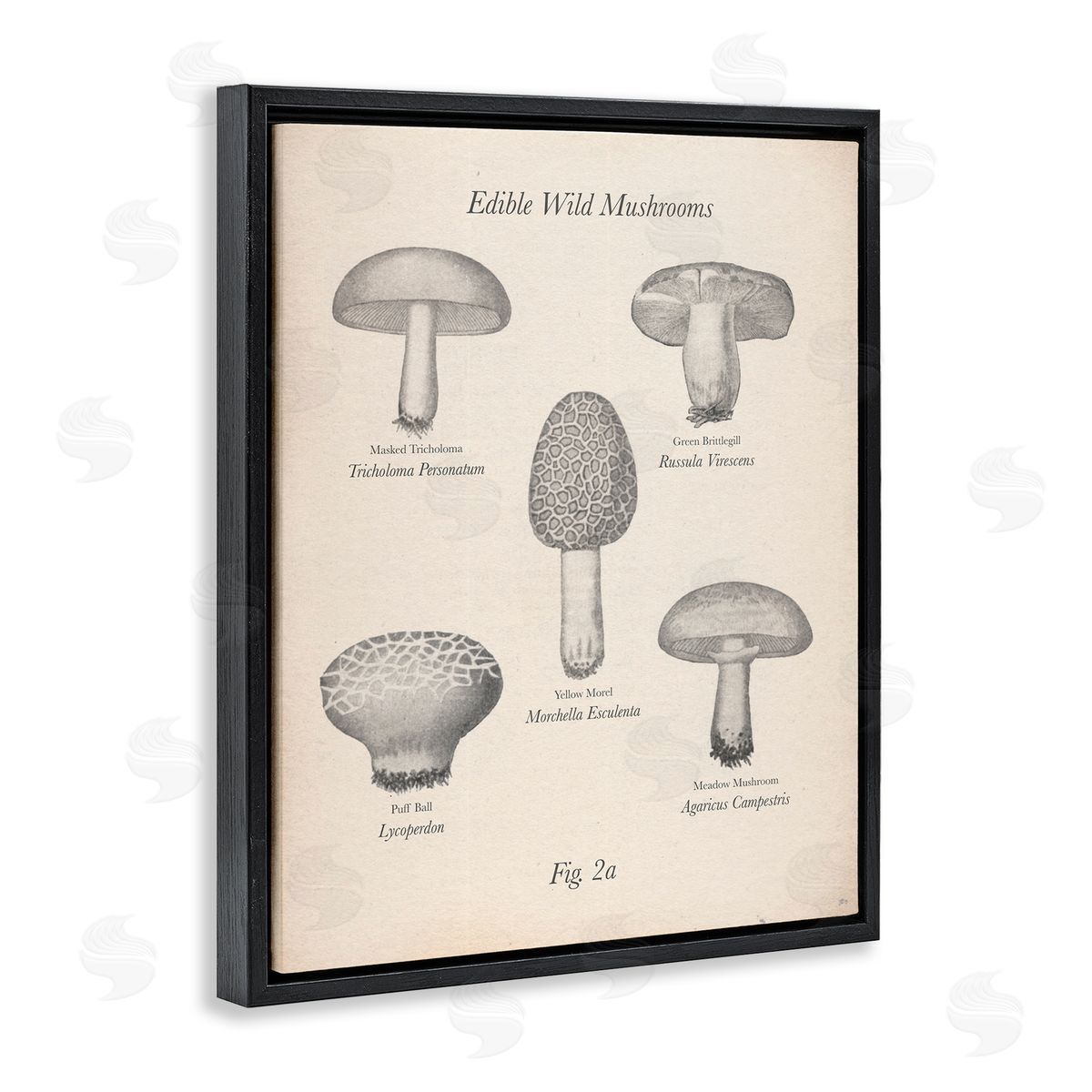 Edible Wild Mushrooms Vintage Black Floating Frame Canvas Wall Art, Home Decor by The Saturday Evening Post