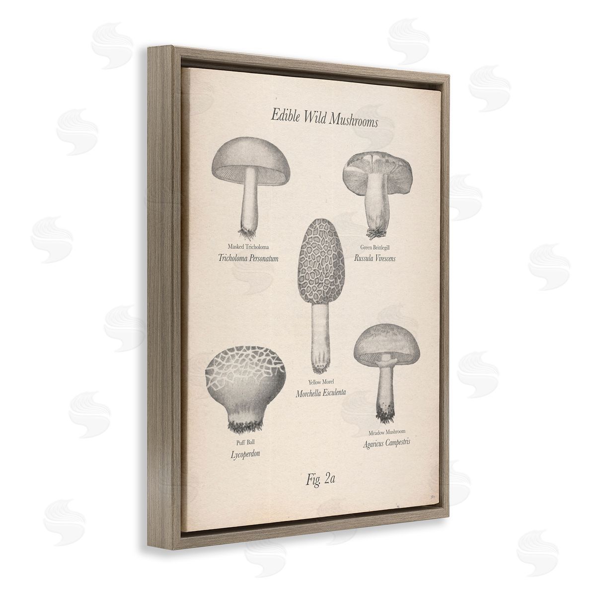 Edible Wild Mushrooms Vintage Brown Floating Frame Canvas Wall Art, Home Decor by The Saturday Evening Post