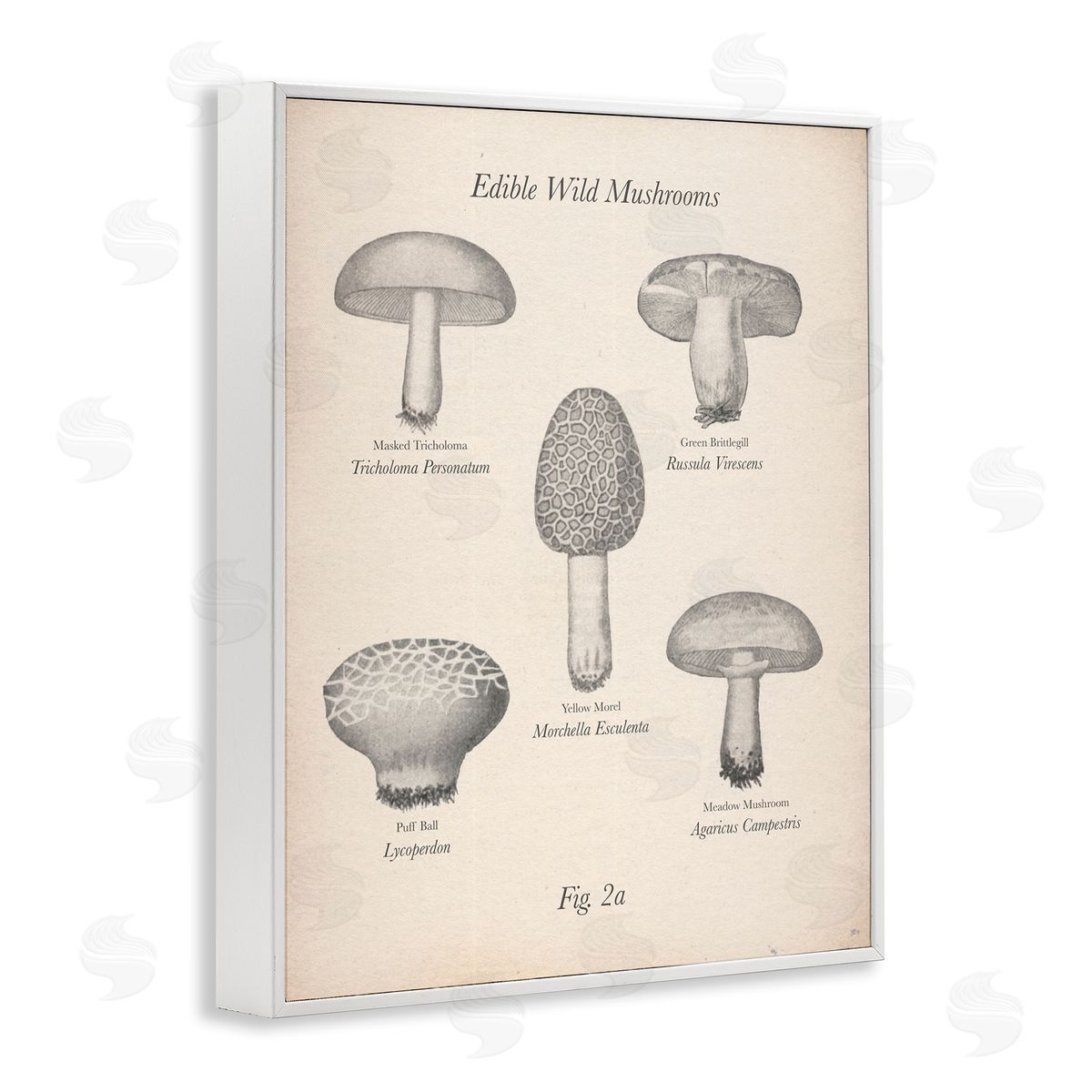 Edible Wild Mushrooms Vintage White Frame Print Wall Art, Home Decor by The Saturday Evening Post