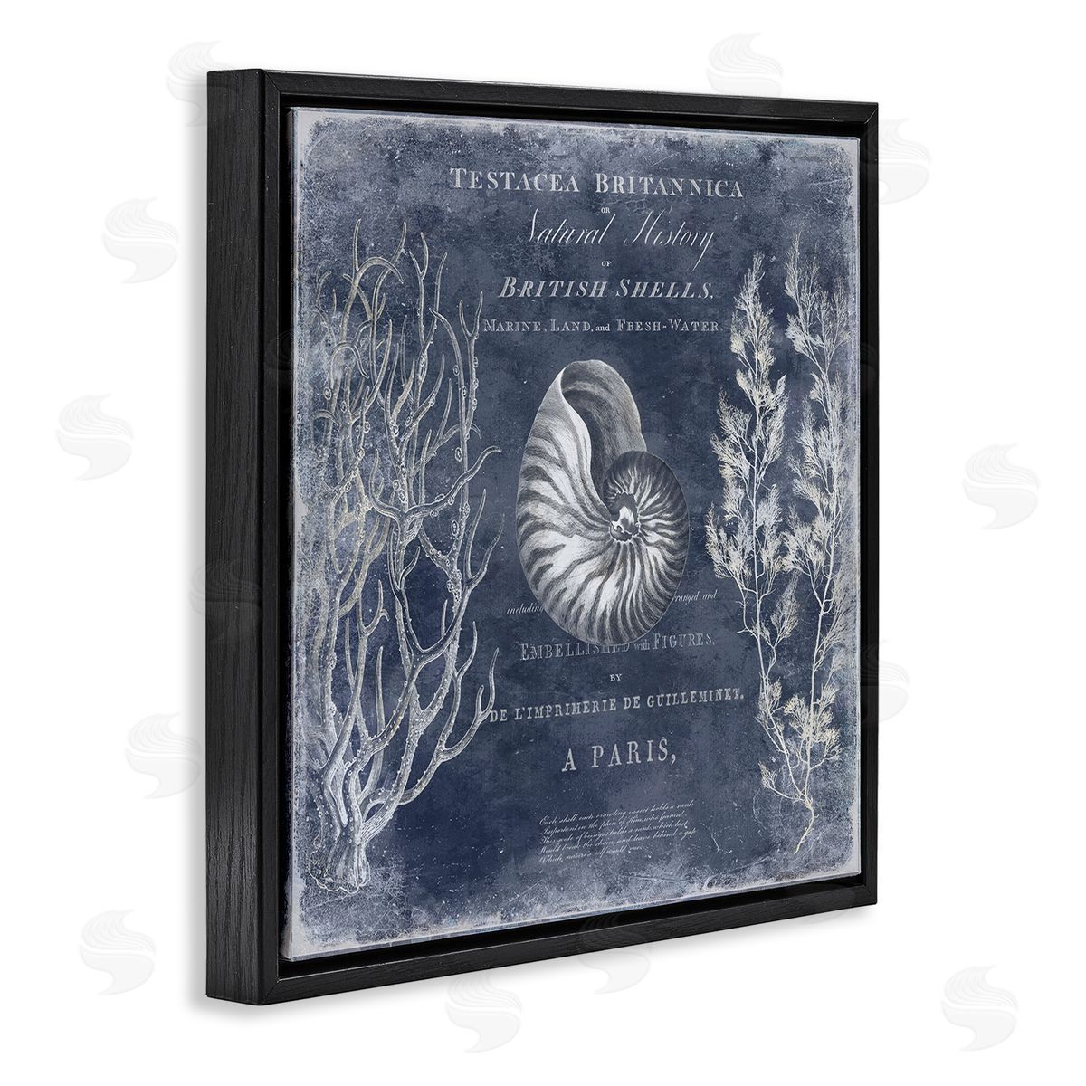 Vintage European Shells Black Floating Frame Canvas Wall Art, Home Decor by Deborah Devellier