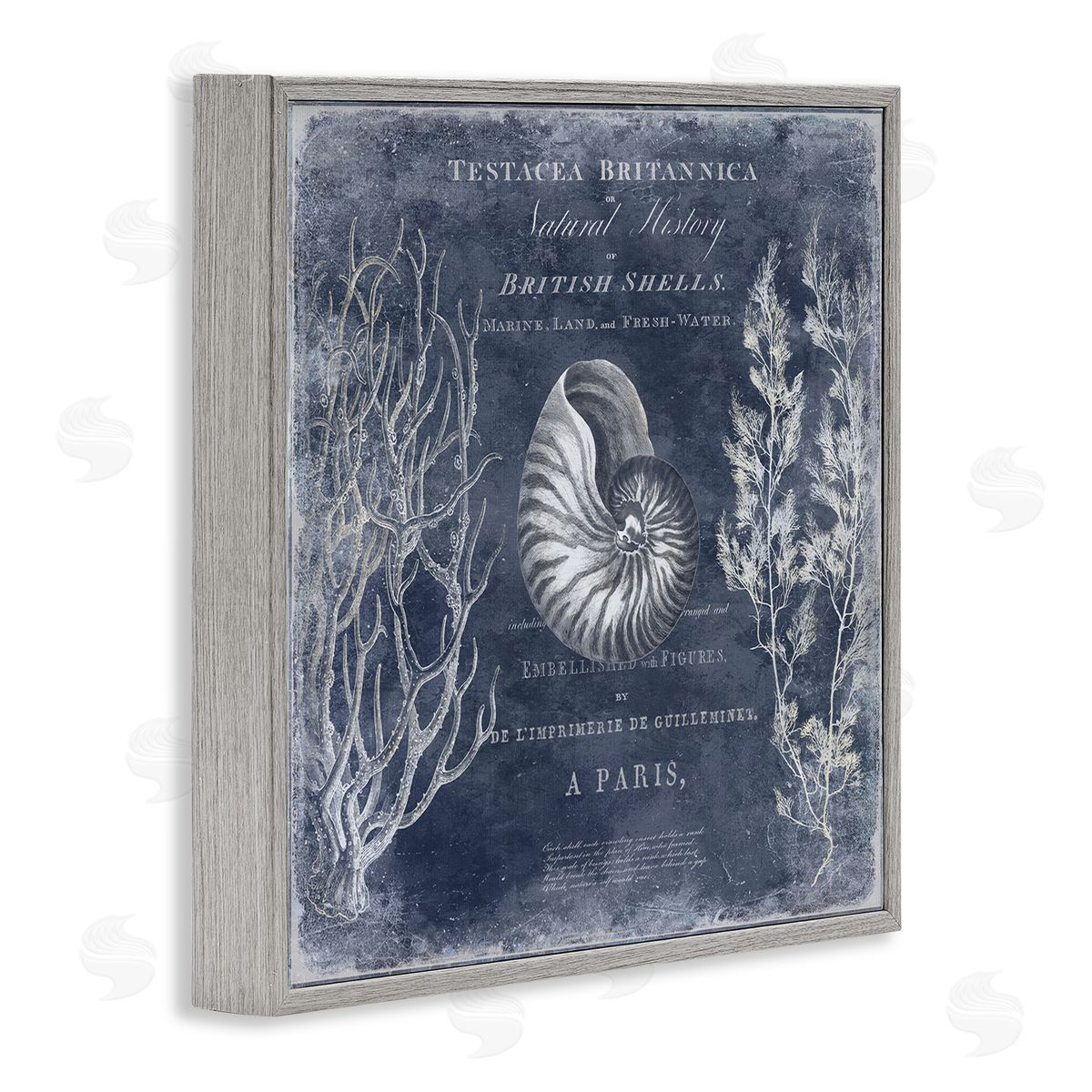 Vintage European Shells Grey Frame Print Wall Art, Home Decor by Deborah Devellier