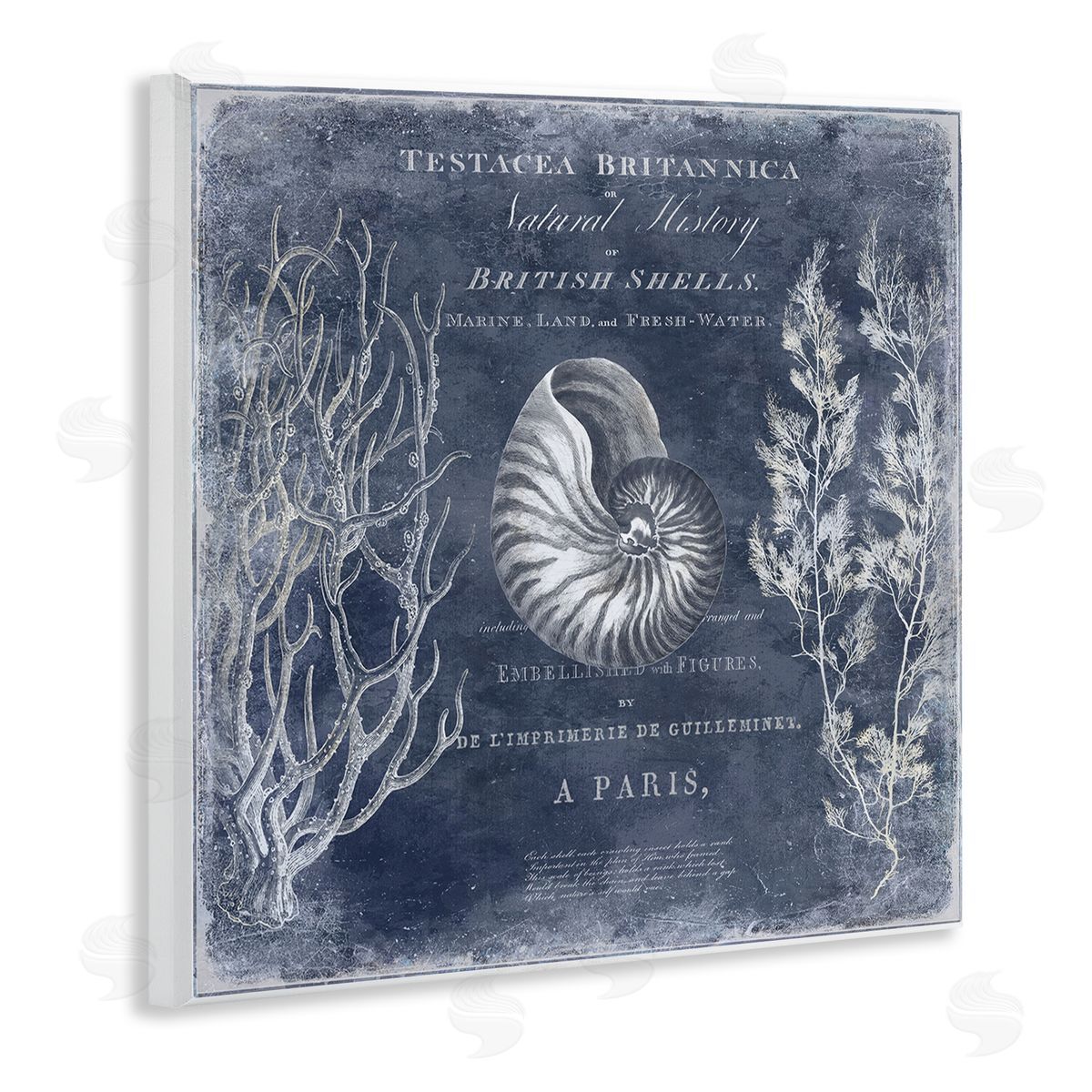 Vintage European Shells Wood Plaque Wall Art, Home Decor by Deborah Devellier