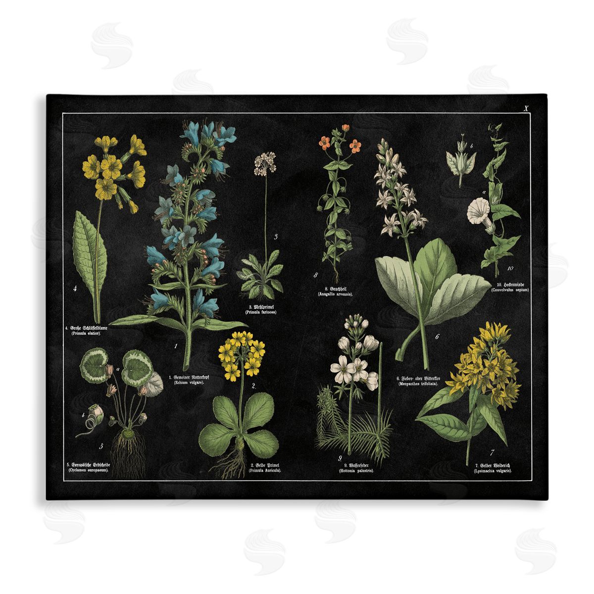 Antique Wild Flower Chart Canvas Wall Art, Home Decor by Wild Apple Portfolio