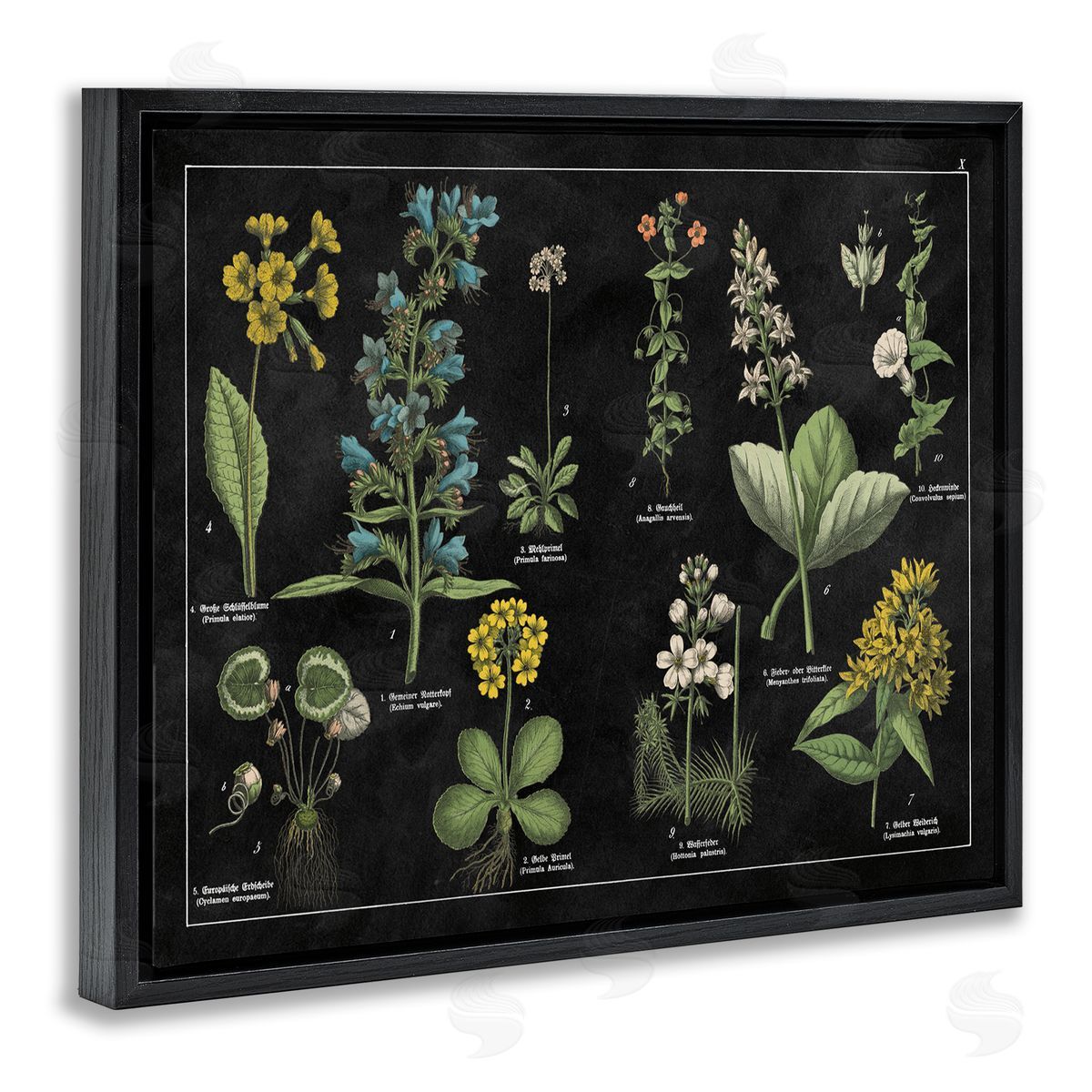 Antique Wild Flower Chart Black Floating Frame Canvas Wall Art, Home Decor by Wild Apple Portfolio