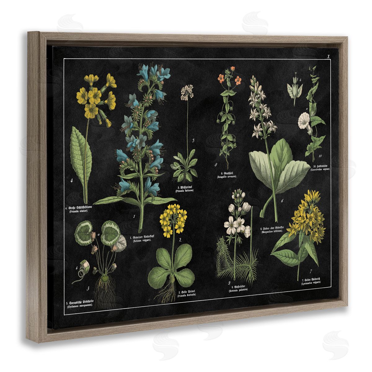 Antique Wild Flower Chart Brown Floating Frame Canvas Wall Art, Home Decor by Wild Apple Portfolio