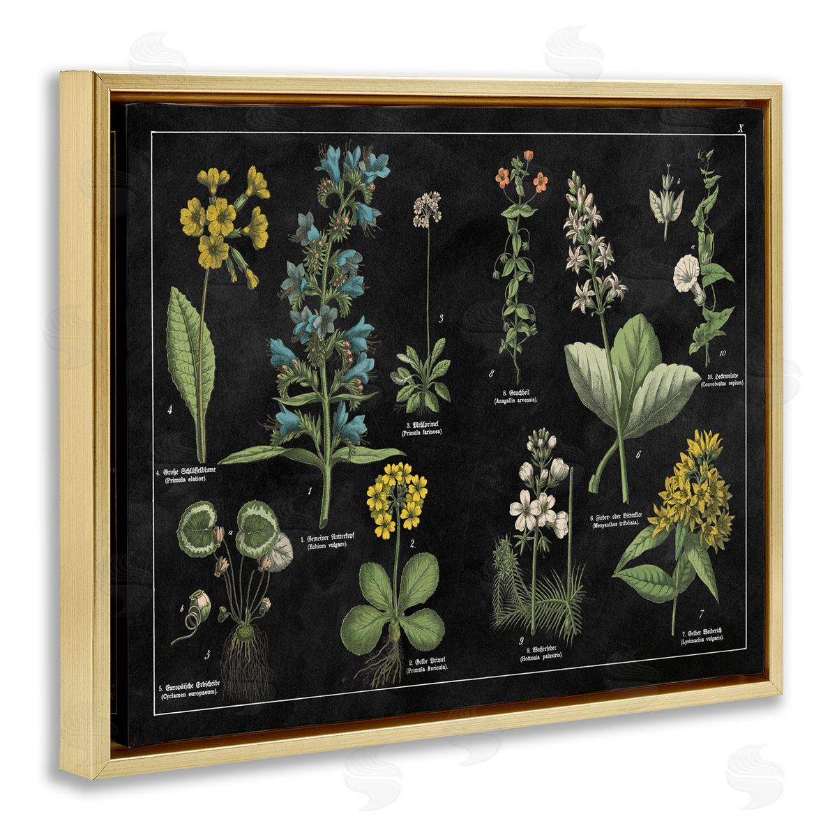 Antique Wild Flower Chart Gold Floating Frame Canvas Wall Art, Home Decor by Wild Apple Portfolio