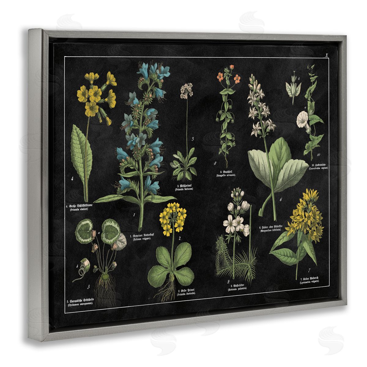 Antique Wild Flower Chart Grey Floating Frame Canvas Wall Art, Home Decor by Wild Apple Portfolio