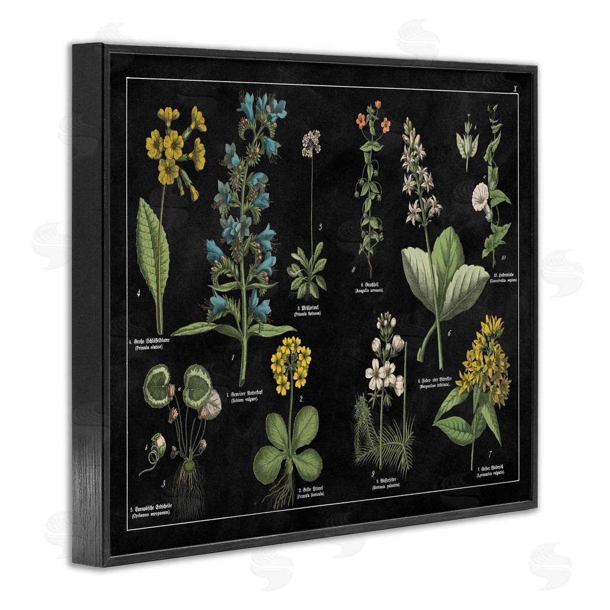 Antique Wild Flower Chart Black Frame Print Wall Art, Home Decor by Wild Apple Portfolio