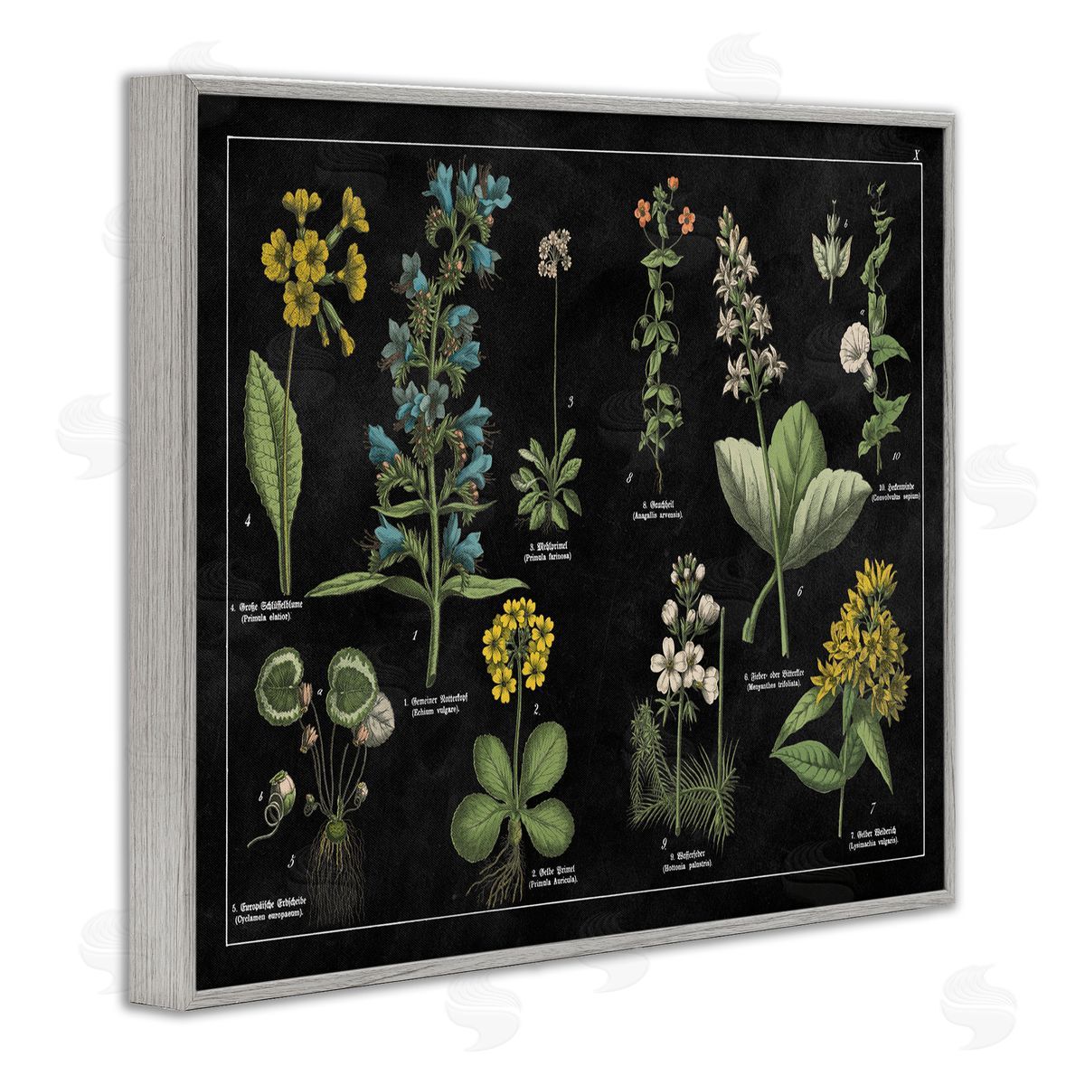 Antique Wild Flower Chart Grey Frame Print Wall Art, Home Decor by Wild Apple Portfolio