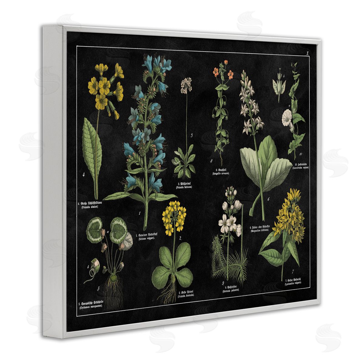 Antique Wild Flower Chart White Frame Print Wall Art, Home Decor by Wild Apple Portfolio
