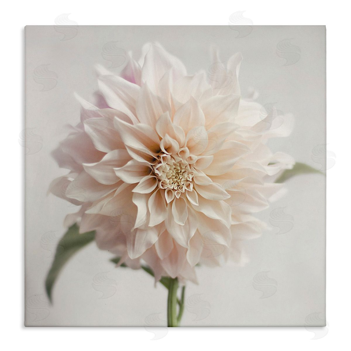 Pink Dahlia Floral Close Up Canvas Wall Art, Home Decor by Sarah Jane
