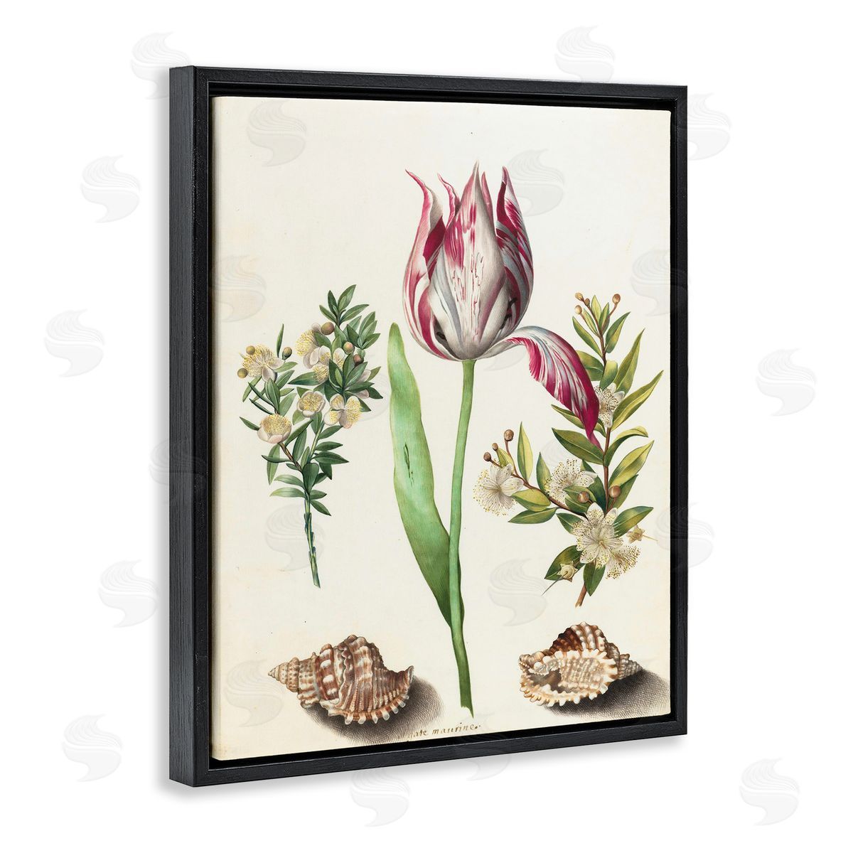 Pink Tulip with Sea Shells Black Floating Frame Canvas Wall Art, Home Decor by Ziwei Li