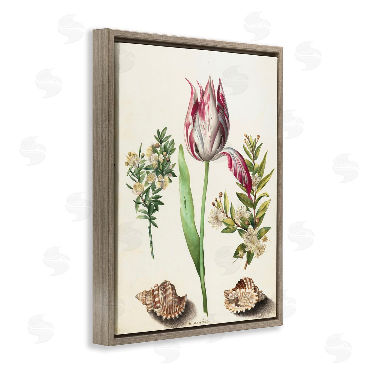 Pink Tulip with Sea Shells Brown Floating Frame Canvas Wall Art, Home Decor by Ziwei Li