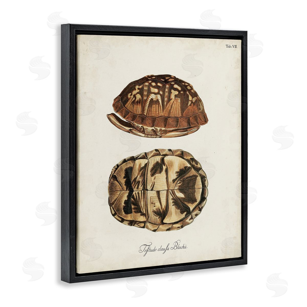 Vintage Box Turtle Shell Black Floating Frame Canvas Wall Art, Home Decor by World Art Group
