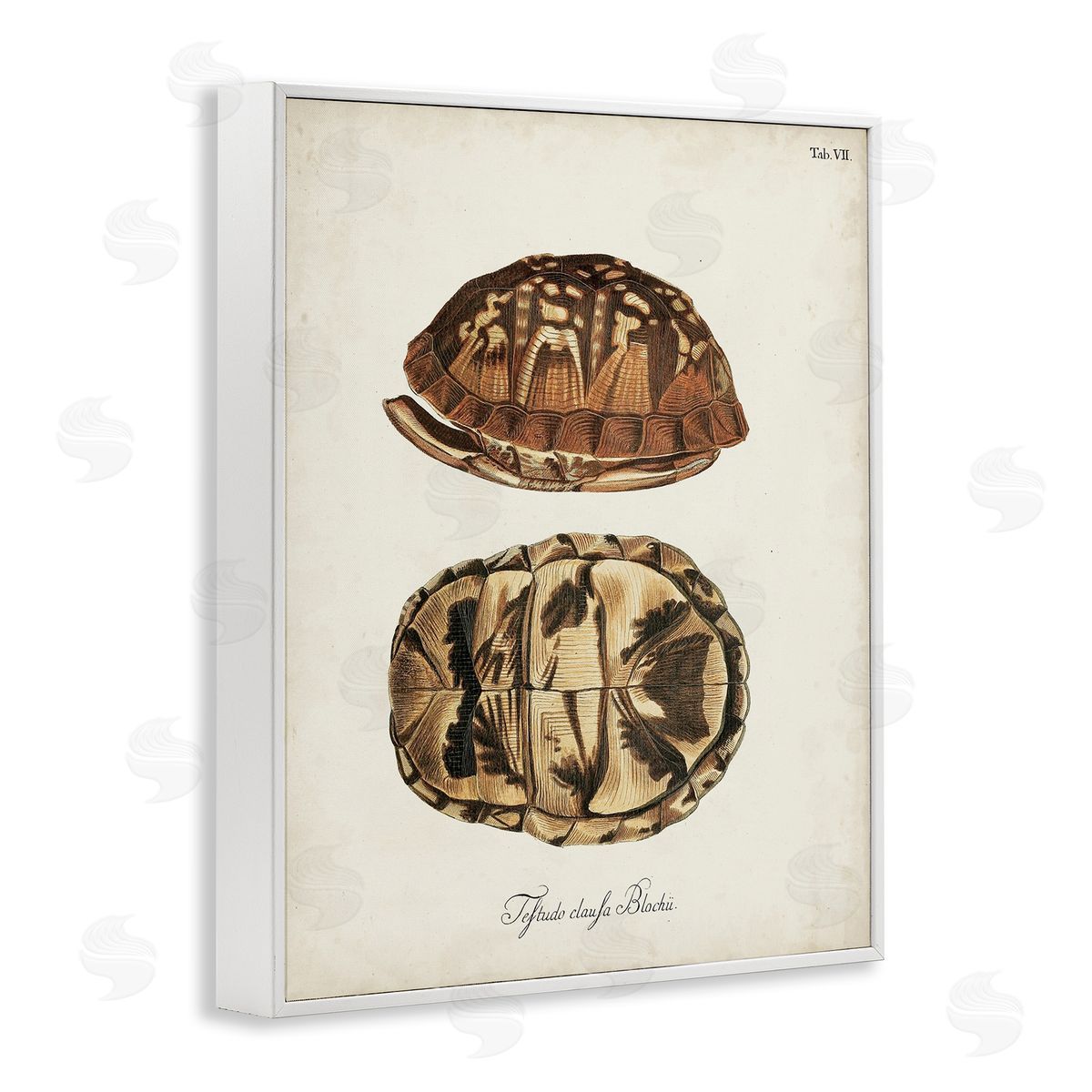 Vintage Box Turtle Shell White Frame Print Wall Art, Home Decor by World Art Group