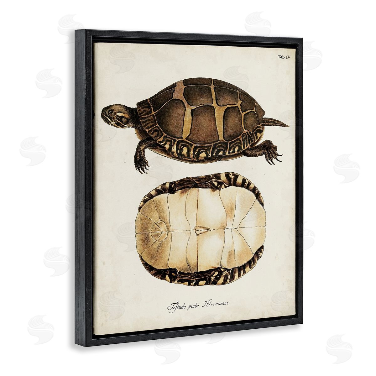 Vintage Turtle and Shell Black Floating Frame Canvas Wall Art, Home Decor by World Art Group