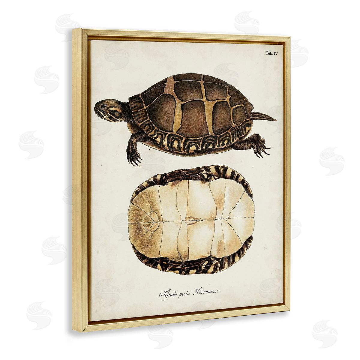 Vintage Turtle and Shell Gold Floating Frame Canvas Wall Art, Home Decor by World Art Group