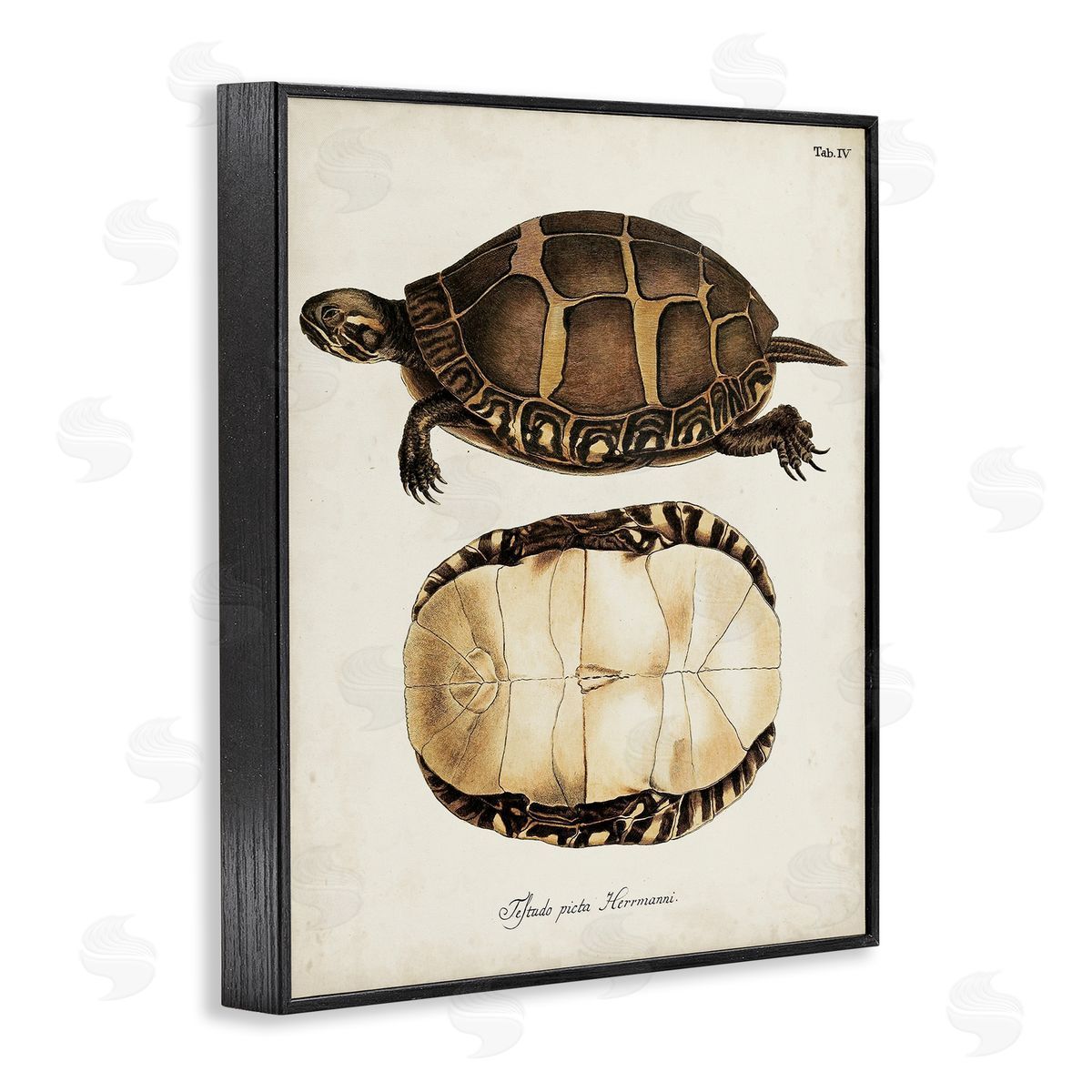Vintage Turtle and Shell Black Frame Print Wall Art, Home Decor by World Art Group
