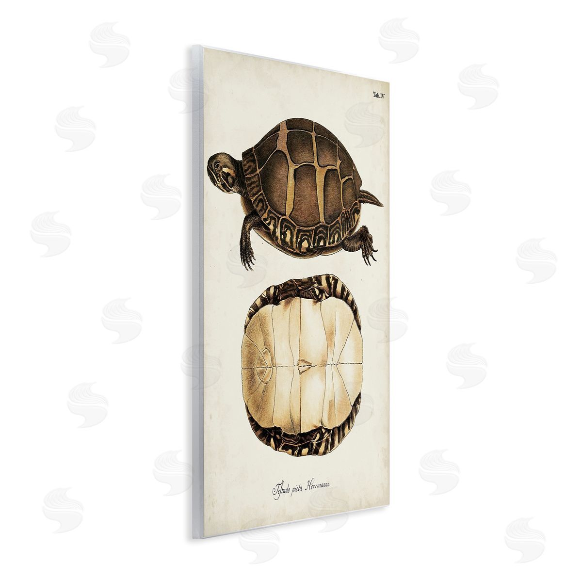 Vintage Turtle and Shell Wood Plaque Wall Art, Home Decor by World Art Group