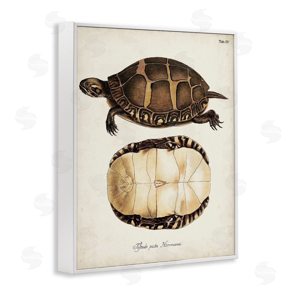 Vintage Turtle and Shell White Frame Print Wall Art, Home Decor by World Art Group