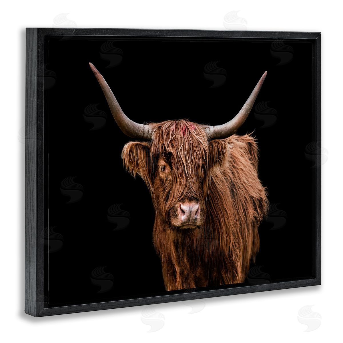 Cattle Portrait over Black Black Floating Frame Canvas Wall Art, Home Decor by Marika Moffit