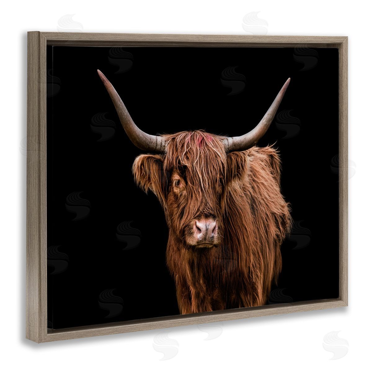 Cattle Portrait over Black Brown Floating Frame Canvas Wall Art, Home Decor by Marika Moffit