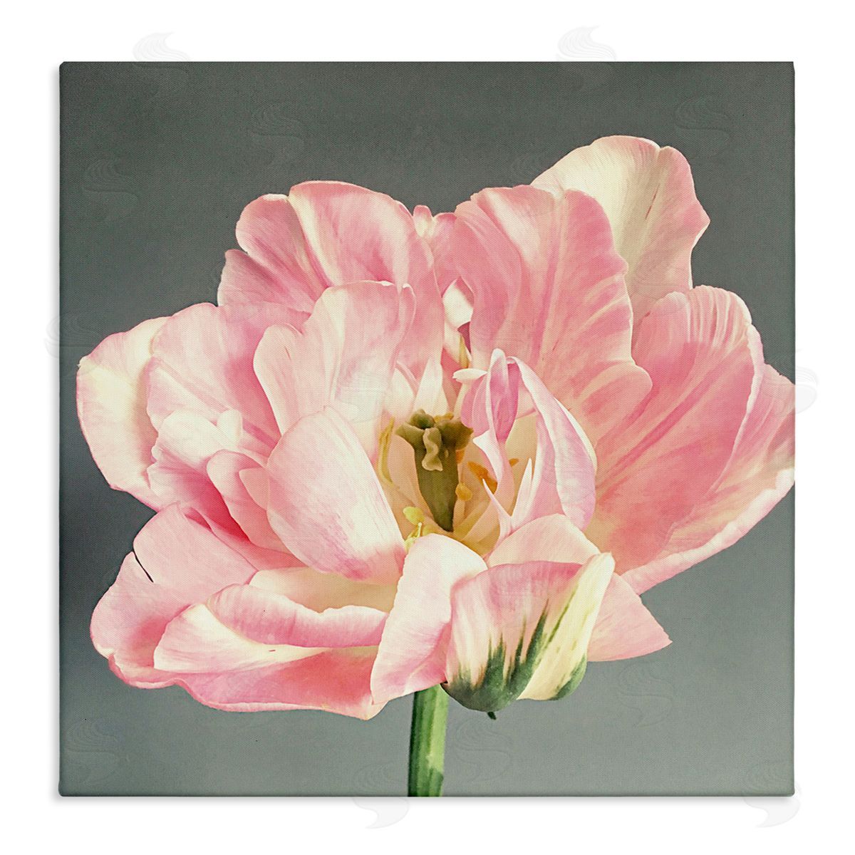 Pink Floral Close-Up Canvas Wall Art, Home Decor by Sarah Jane
