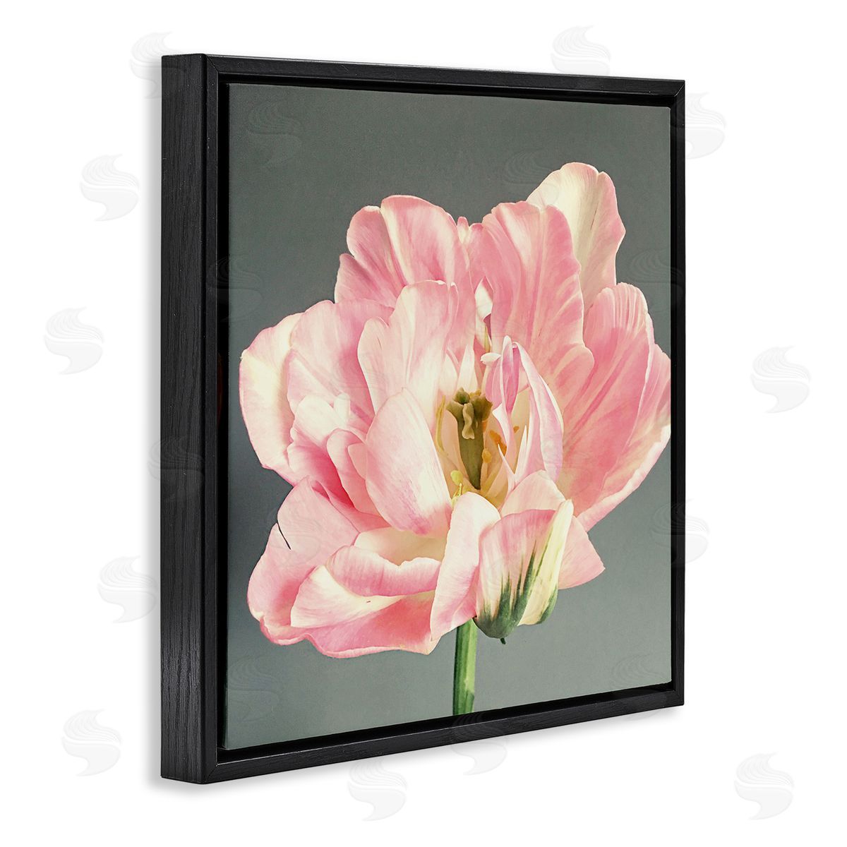Pink Floral Close-Up Black Floating Frame Canvas Wall Art, Home Decor by Sarah Jane