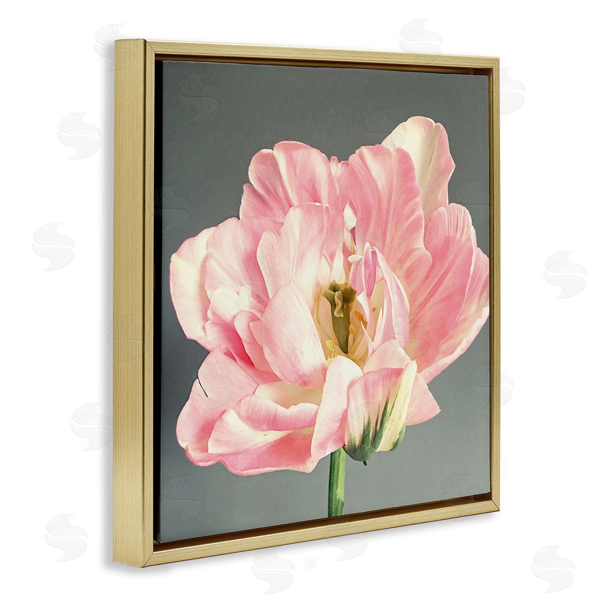 Pink Floral Close-Up Gold Floating Frame Canvas Wall Art, Home Decor by Sarah Jane