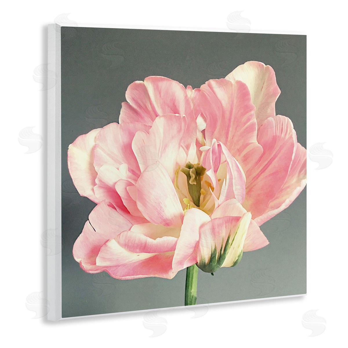 Pink Floral Close-Up Wood Plaque Wall Art, Home Decor by Sarah Jane