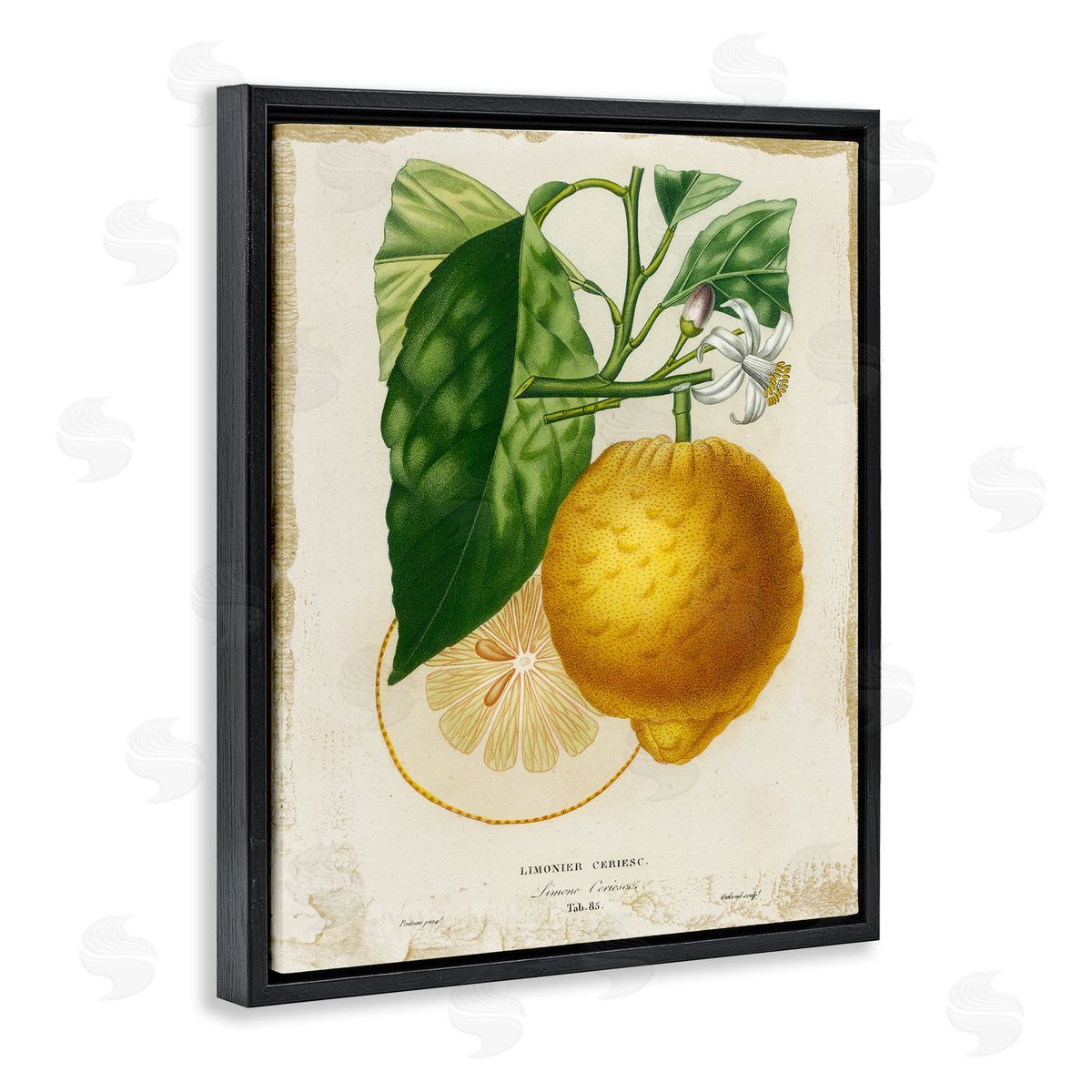 Vintage French Lemon Blossom Black Floating Frame Canvas Wall Art, Home Decor by Studio W