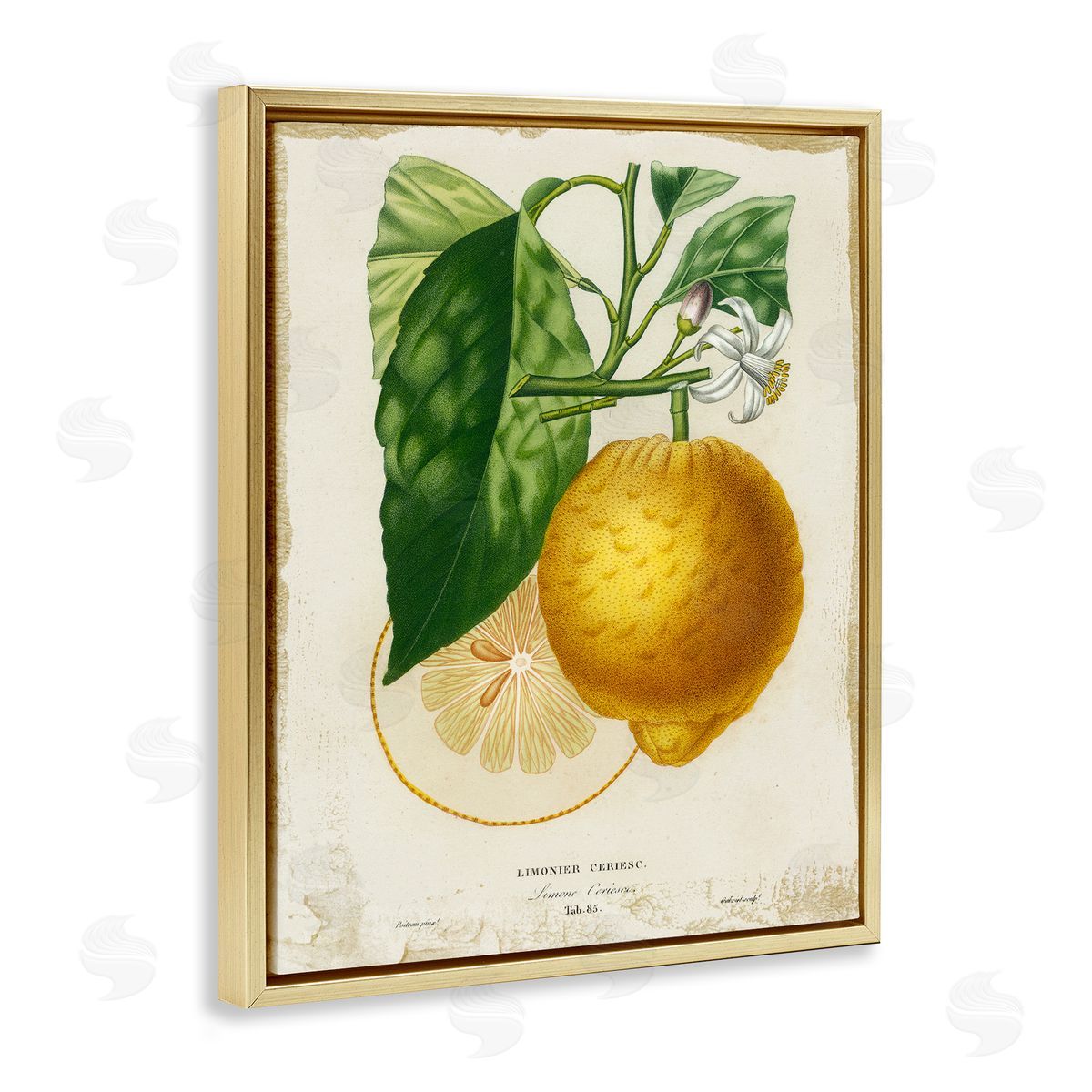 Vintage French Lemon Blossom Gold Floating Frame Canvas Wall Art, Home Decor by Studio W