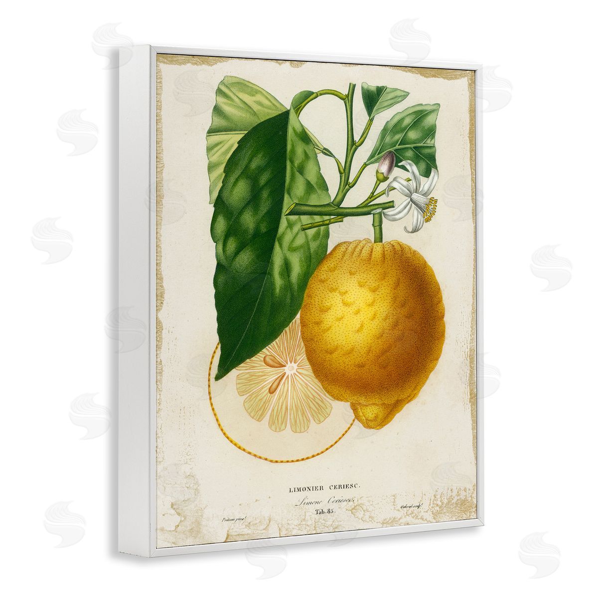 Vintage French Lemon Blossom White Frame Print Wall Art, Home Decor by Studio W