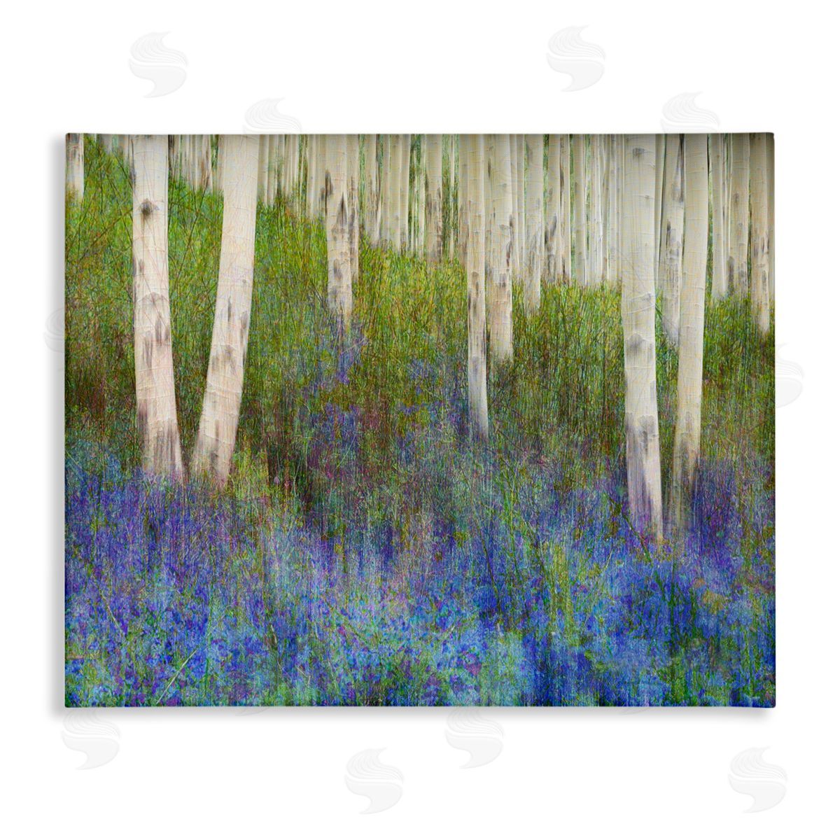 Lavender Field with Birch Trees Canvas Wall Art, Home Decor by Chris Vest