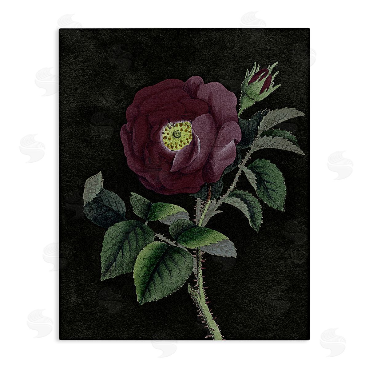 Stupell Studio Purple Poppy Vintage Illustration Canvas Wall Art