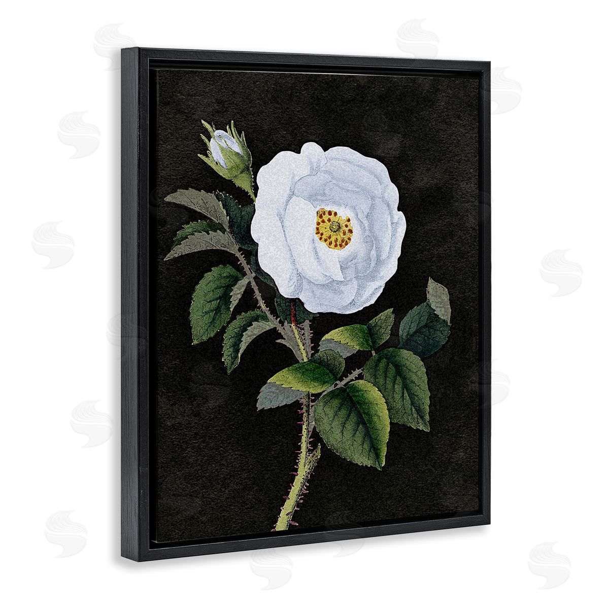 Stupell Studio White Poppy Illustration Vintage Black Floater Frame Canvas Art