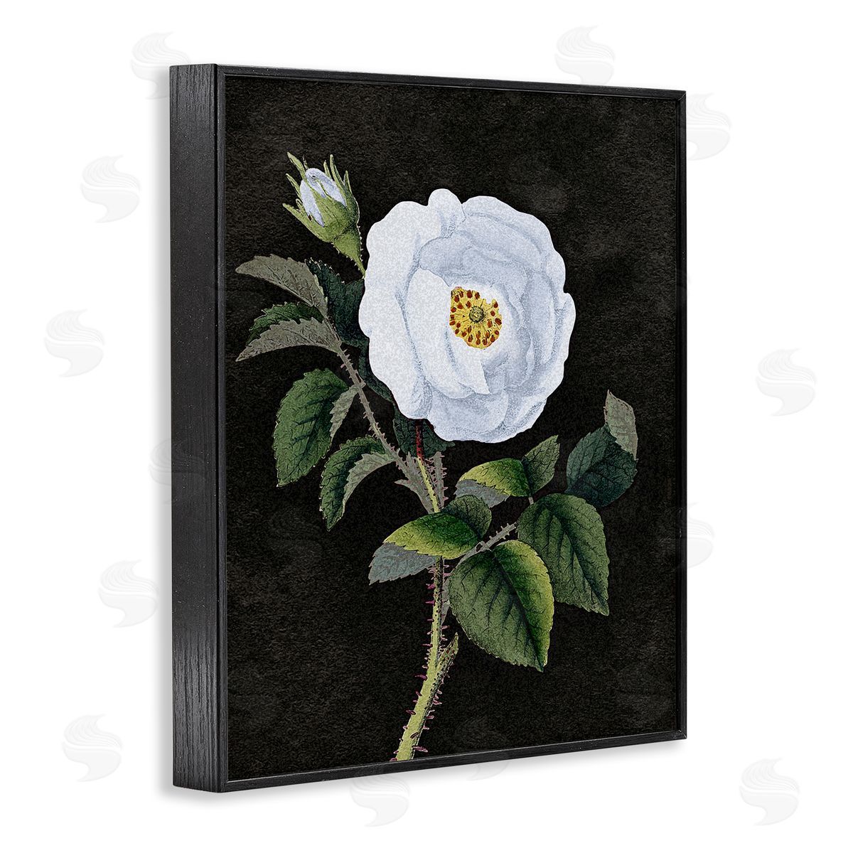 Stupell Studio White Poppy Illustration Vintage Black Framed Giclee Wall Art