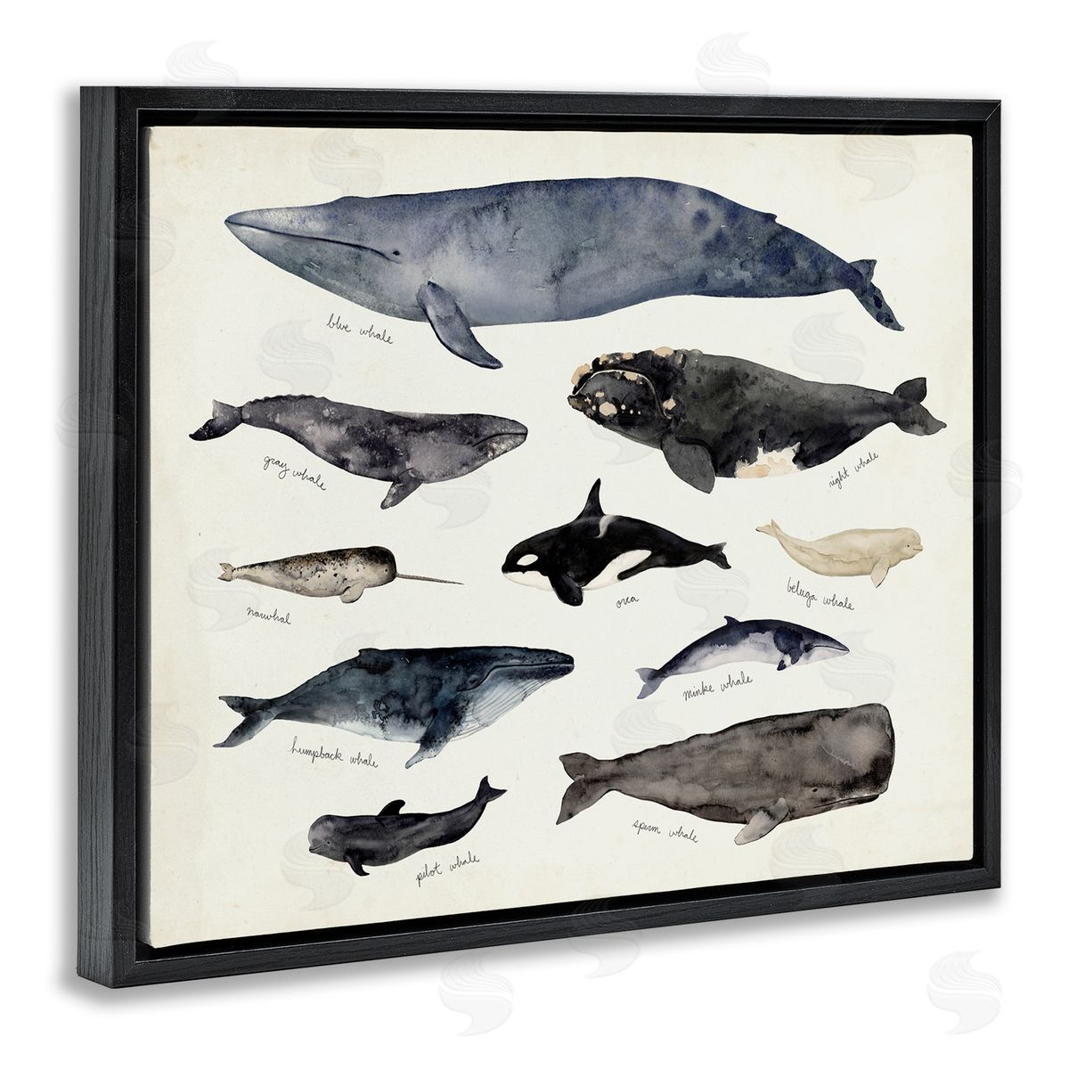 Victoria Barnes Vintage Nautical Chart of Whales Ocean Life Black Floater Frame Canvas Art