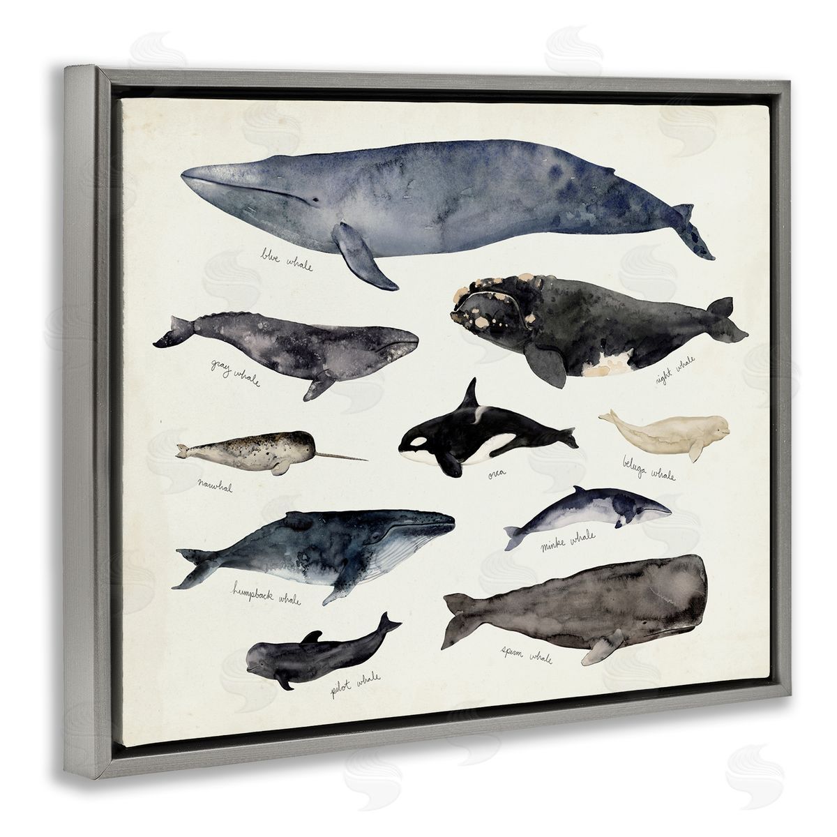 Victoria Barnes Vintage Nautical Chart of Whales Ocean Life Gray Floater Frame Canvas Art