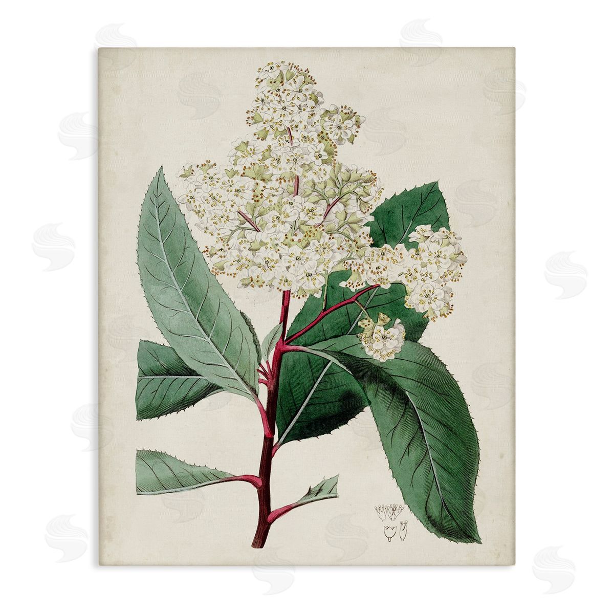 Curtis Vintage Garden Study Red Stem Floral Plant Canvas Wall Art