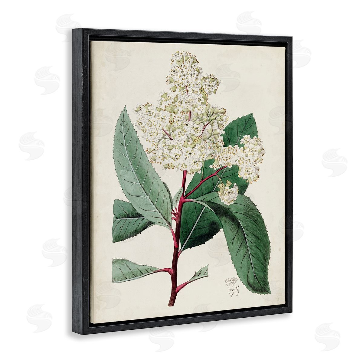Curtis Vintage Garden Study Red Stem Floral Plant Black Floater Frame Canvas Art