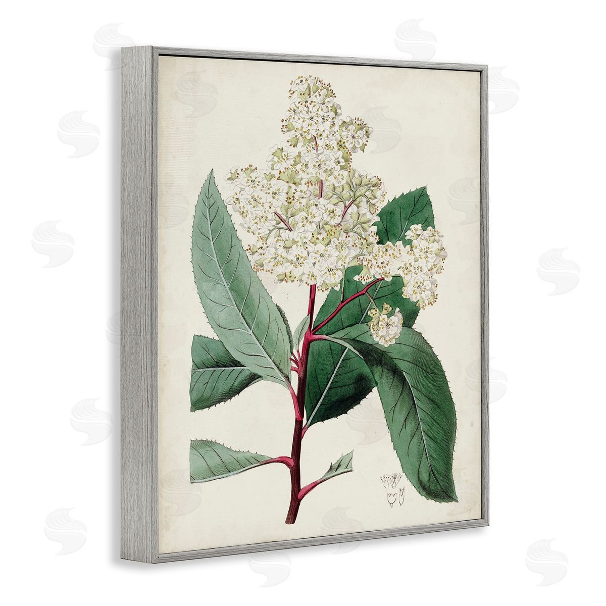 Curtis Vintage Garden Study Red Stem Floral Plant Gray Framed Giclee Wall Art
