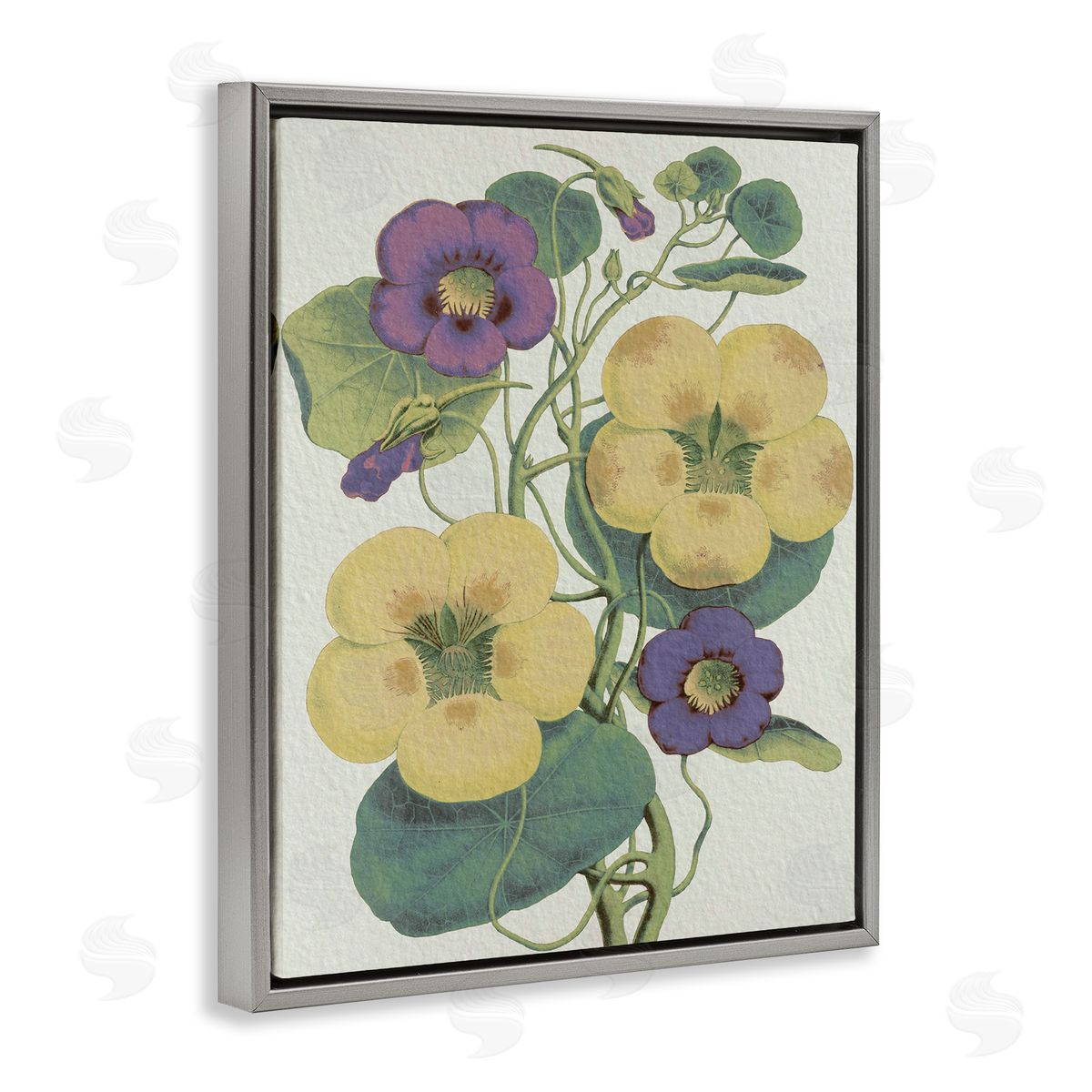 Stupell Studio Vintage Pansies Purple Yellow Petals Garden Study Gray Floater Frame Canvas Art