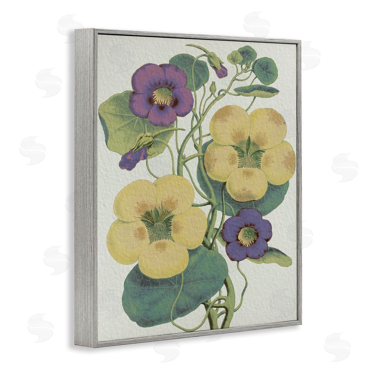 Stupell Studio Vintage Pansies Purple Yellow Petals Garden Study Gray Framed Giclee Wall Art
