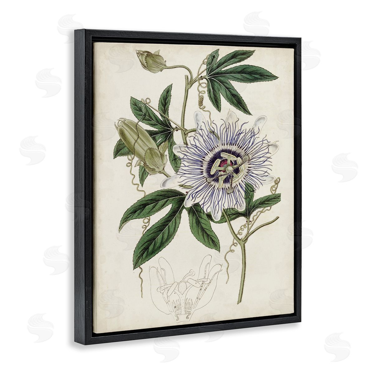 Curtis Vintage Garden Flower Illustration Plant Anatomy Study Black Floater Frame Canvas Art