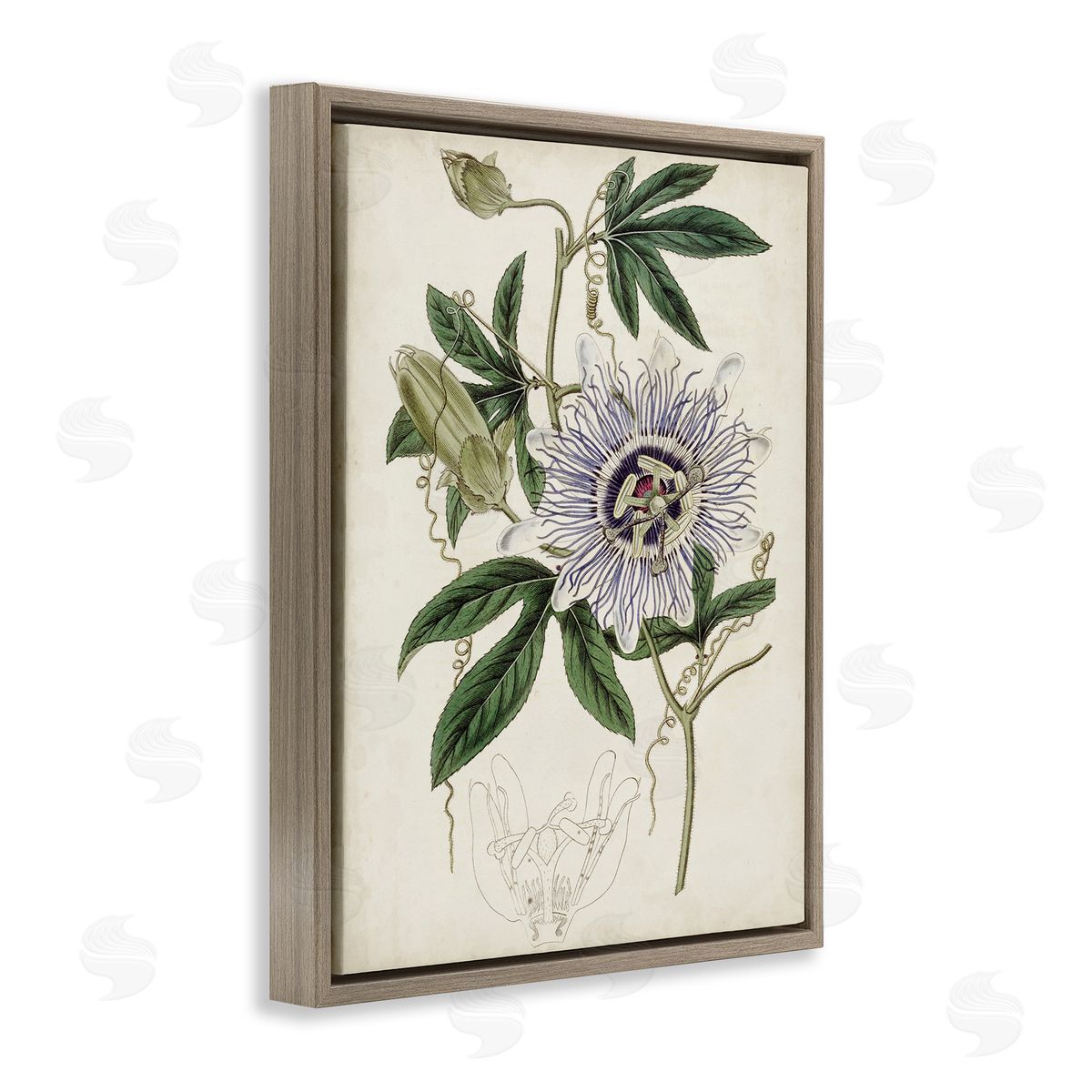 Curtis Vintage Garden Flower Illustration Plant Anatomy Study Brown Floater Frame Canvas Art