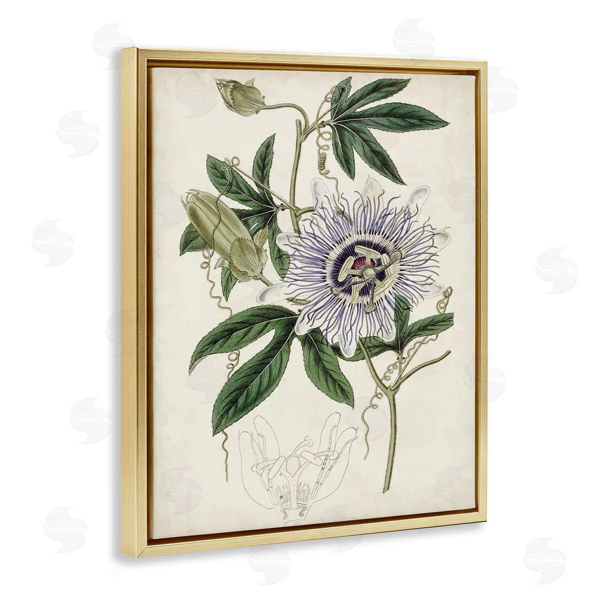Curtis Vintage Garden Flower Illustration Plant Anatomy Study Gold Floater Frame Canvas Art