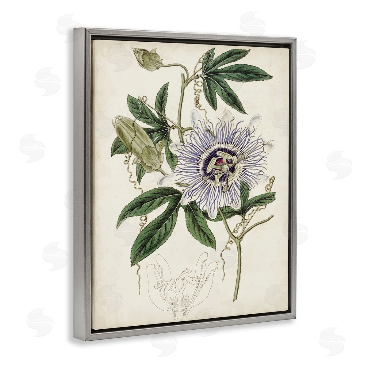 Curtis Vintage Garden Flower Illustration Plant Anatomy Study Gray Floater Frame Canvas Art