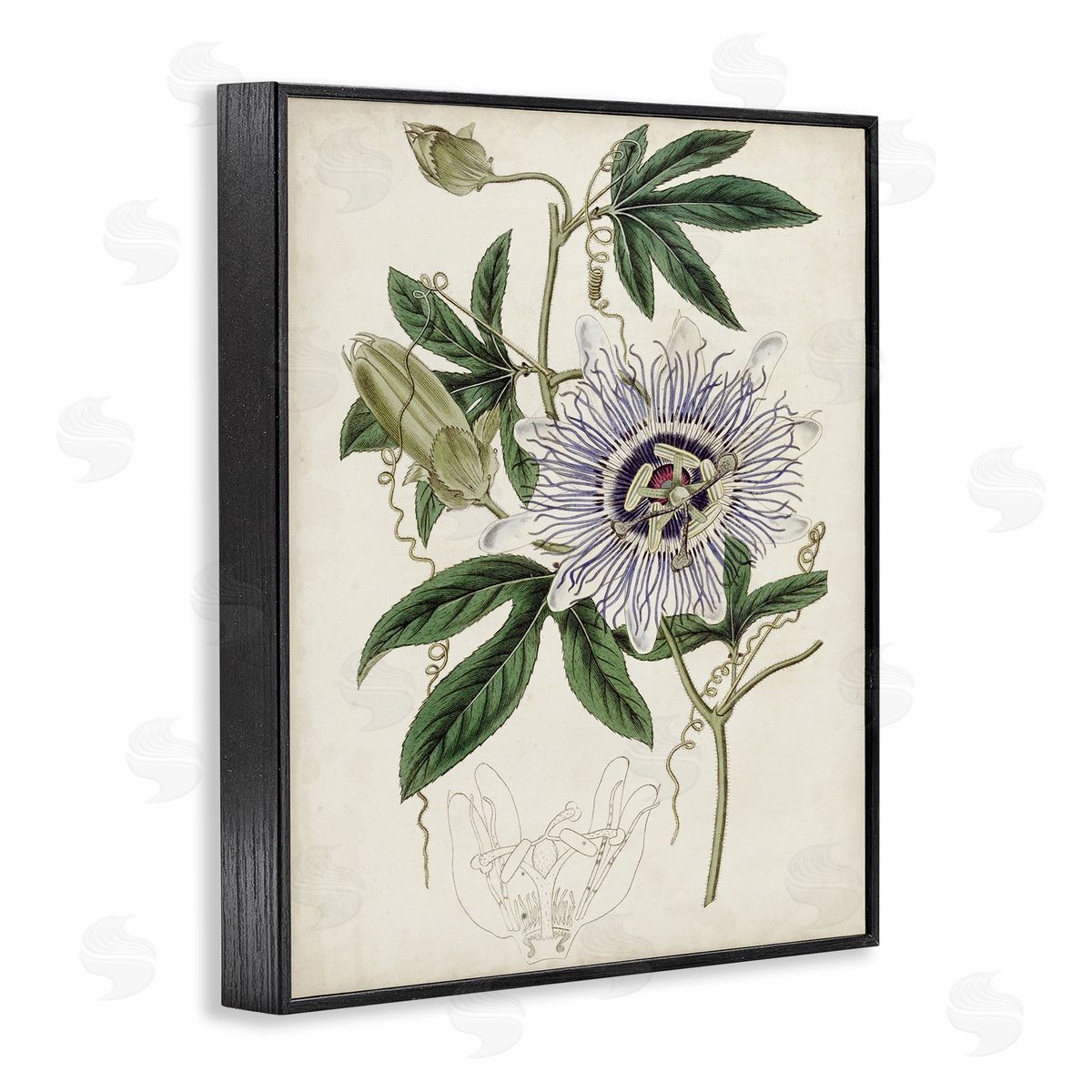 Curtis Vintage Garden Flower Illustration Plant Anatomy Study Black Framed Giclee Wall Art